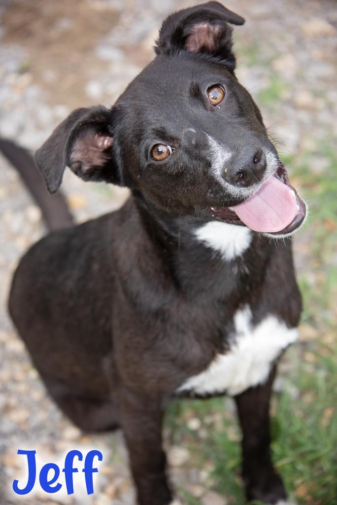 Jeff, Adoptable, Young Male Hound & Affenpinscher.