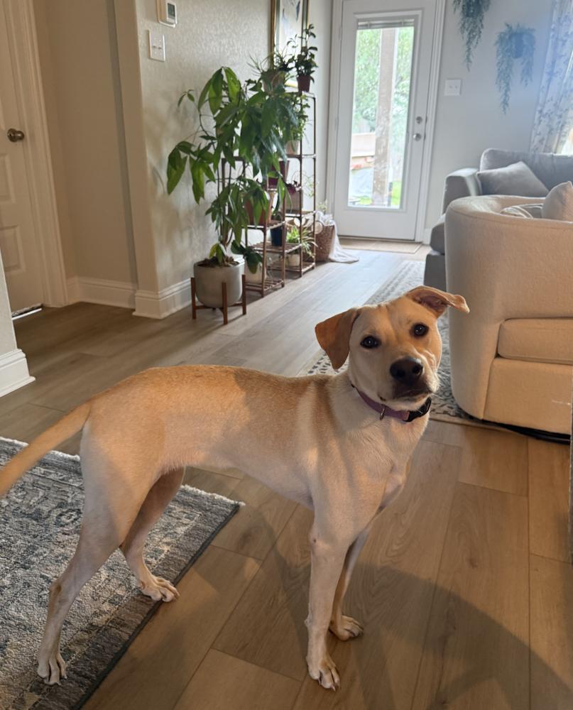 Dixondree / Pancha, Adoptable, Adult Female Labrador Retriever.