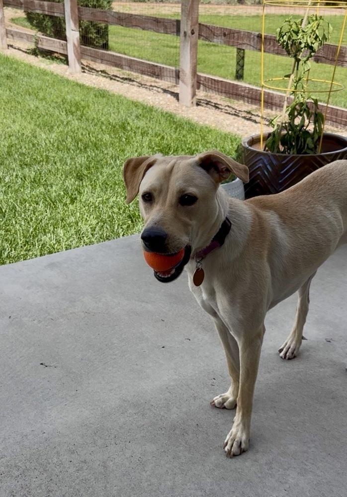 Enlarge Dixondree / Pancha, a Adoptable mixed breed in Broomfield, CO image 2/6