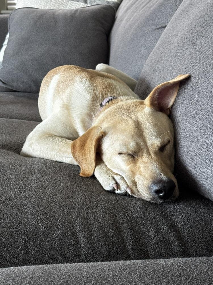 Enlarge Dixondree / Pancha, a Adoptable mixed breed in Broomfield, CO image 4/6