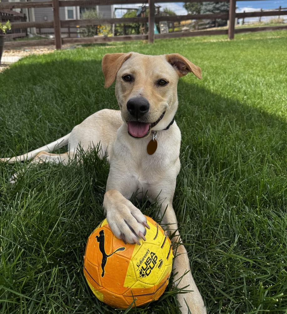 Enlarge Dixondree / Pancha, a Adoptable mixed breed in Broomfield, CO image 6/6