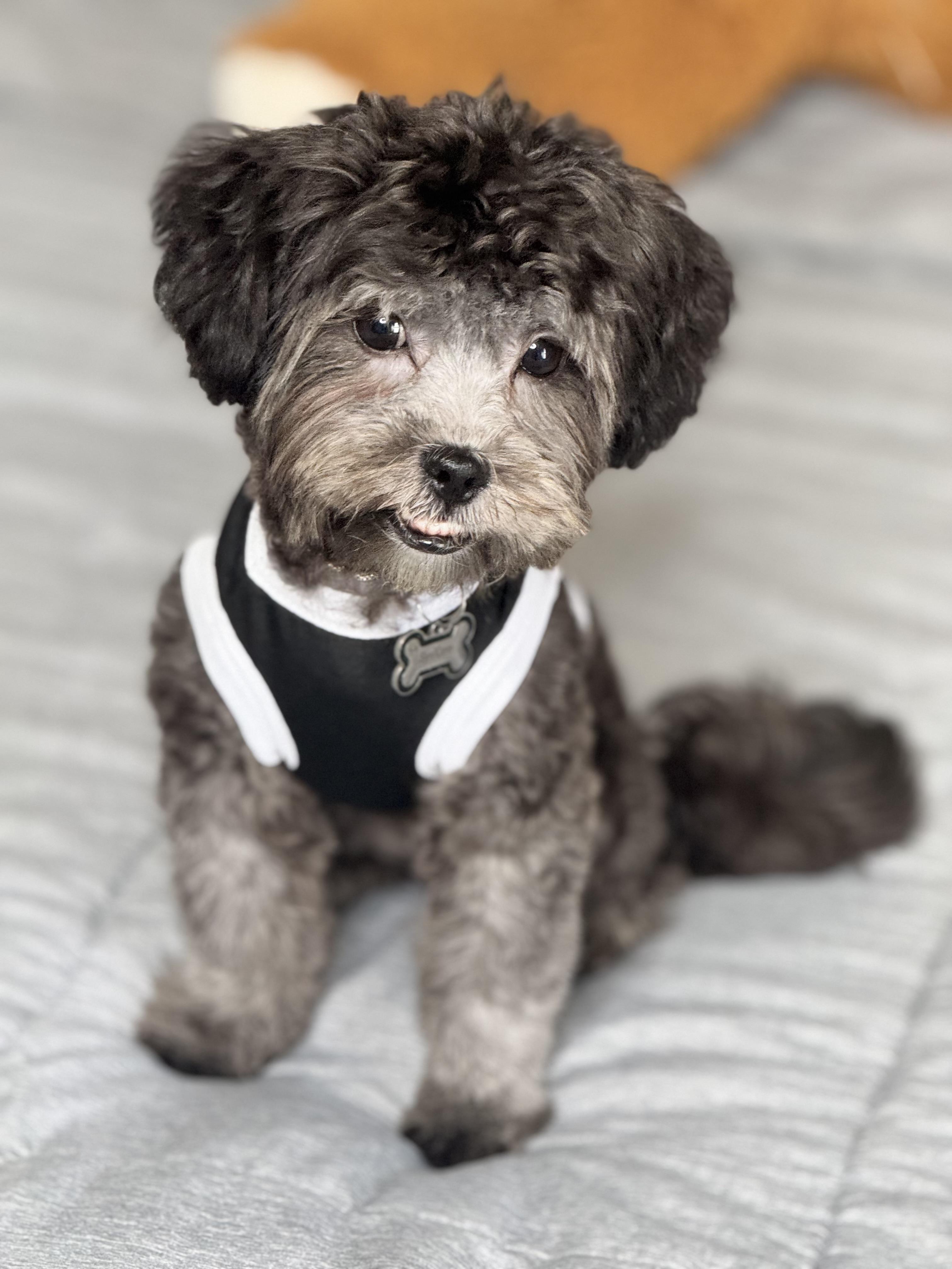 Enlarge Syn, an adopted mixed breed in White Lake, MI image 2/6