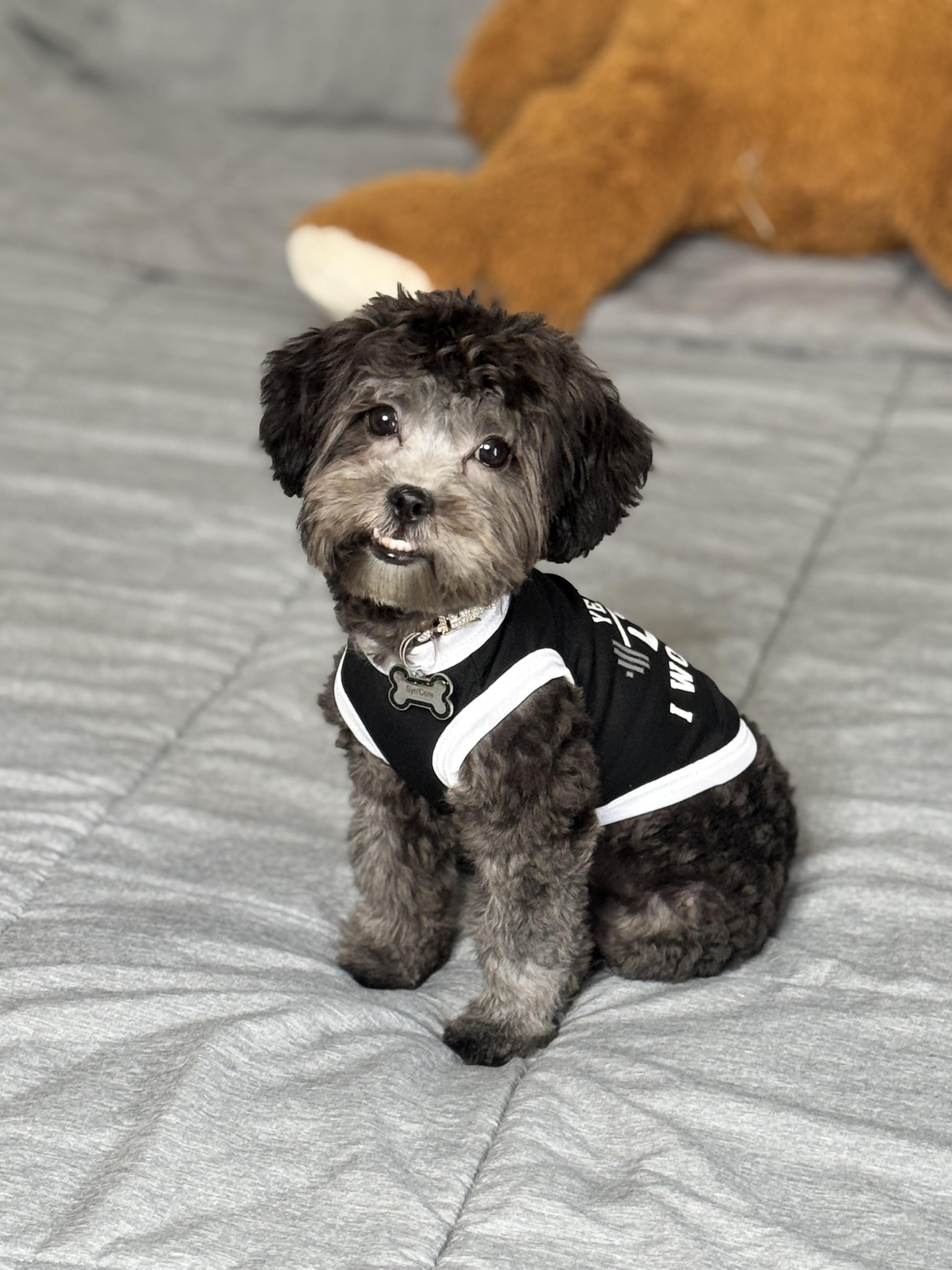 Enlarge Syn, an adopted mixed breed in White Lake, MI image 3/6