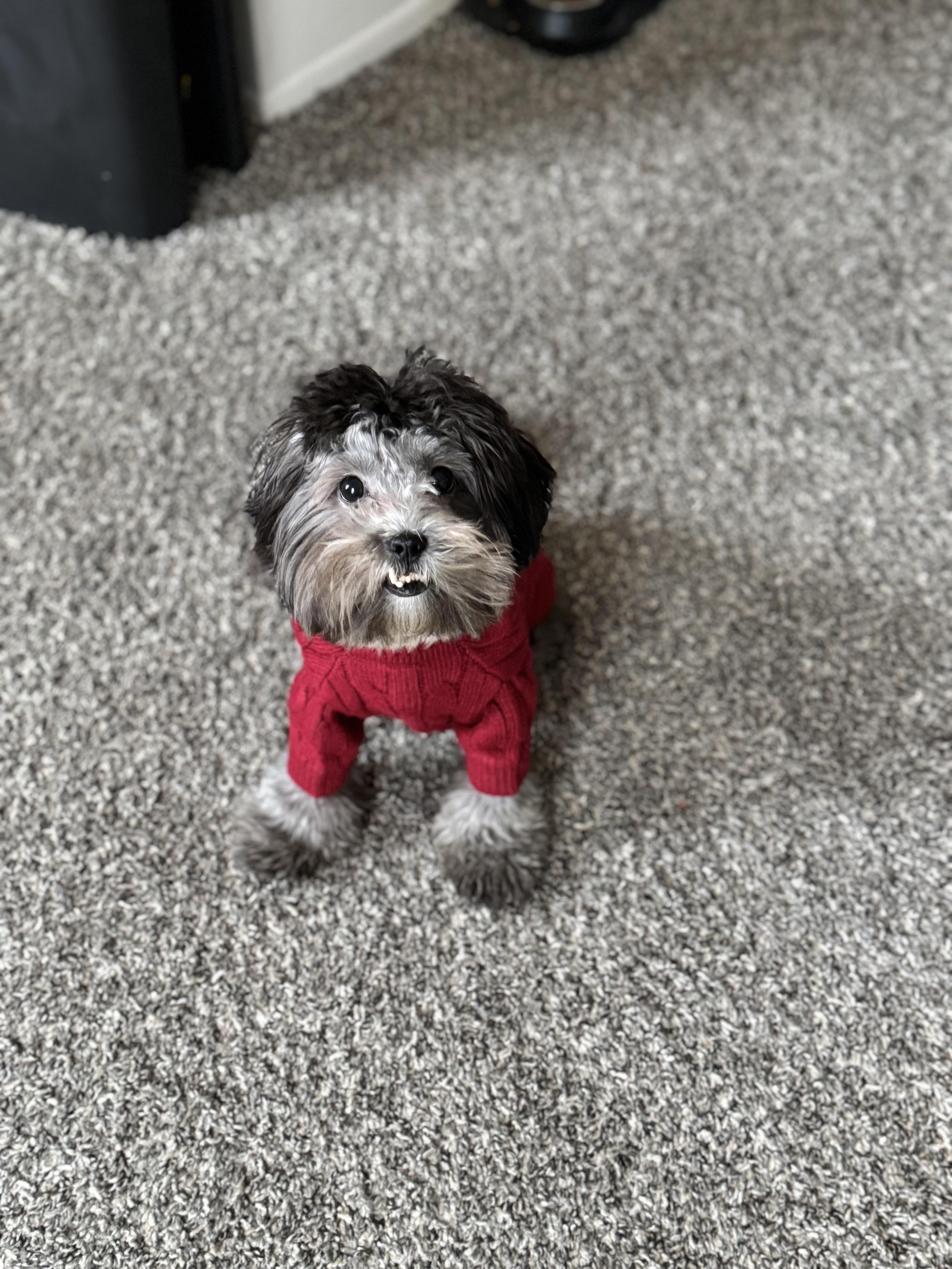 Enlarge Syn, an adopted mixed breed in White Lake, MI image 5/6