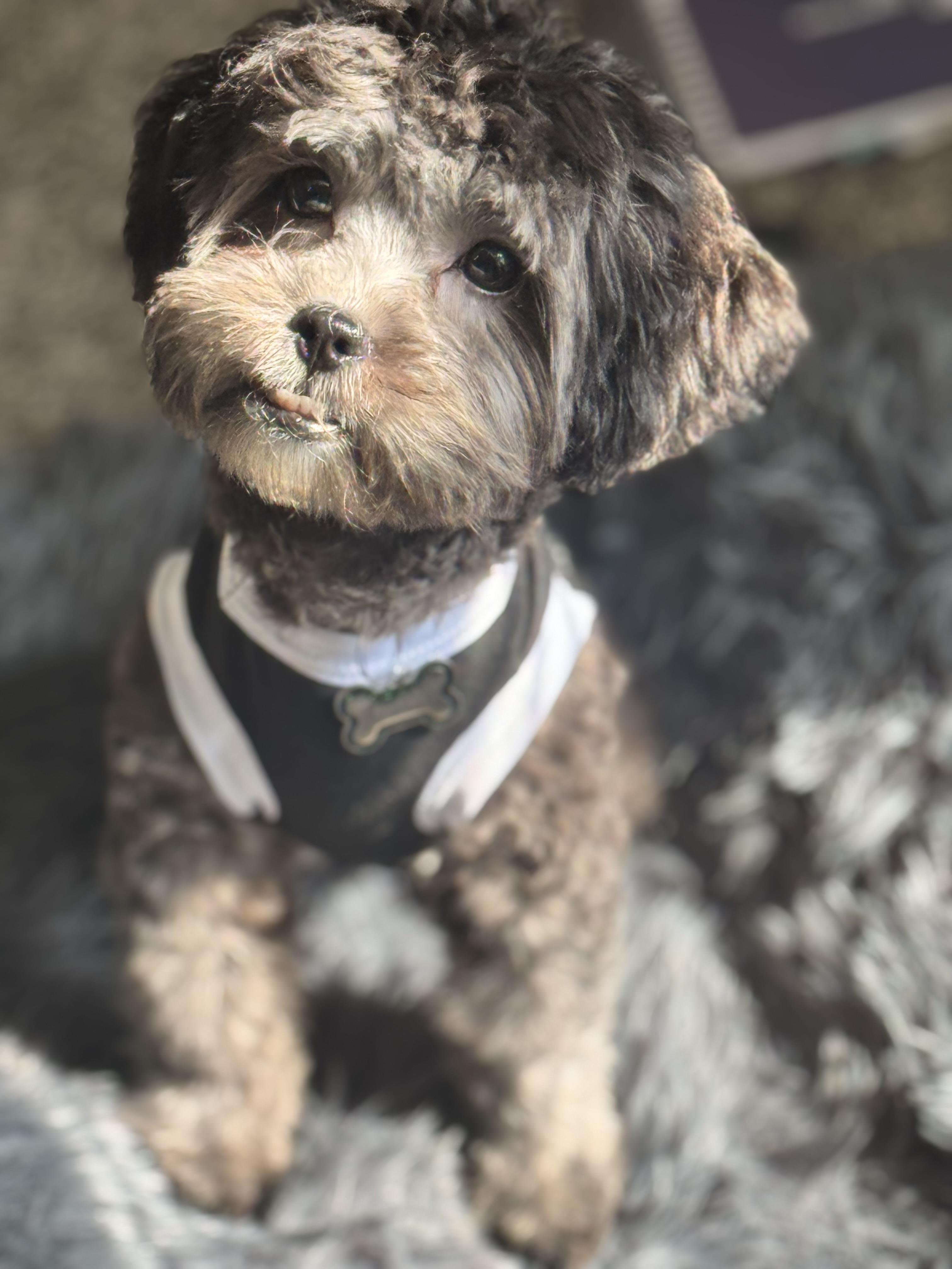 Enlarge Syn, an adopted mixed breed in White Lake, MI image 1/6