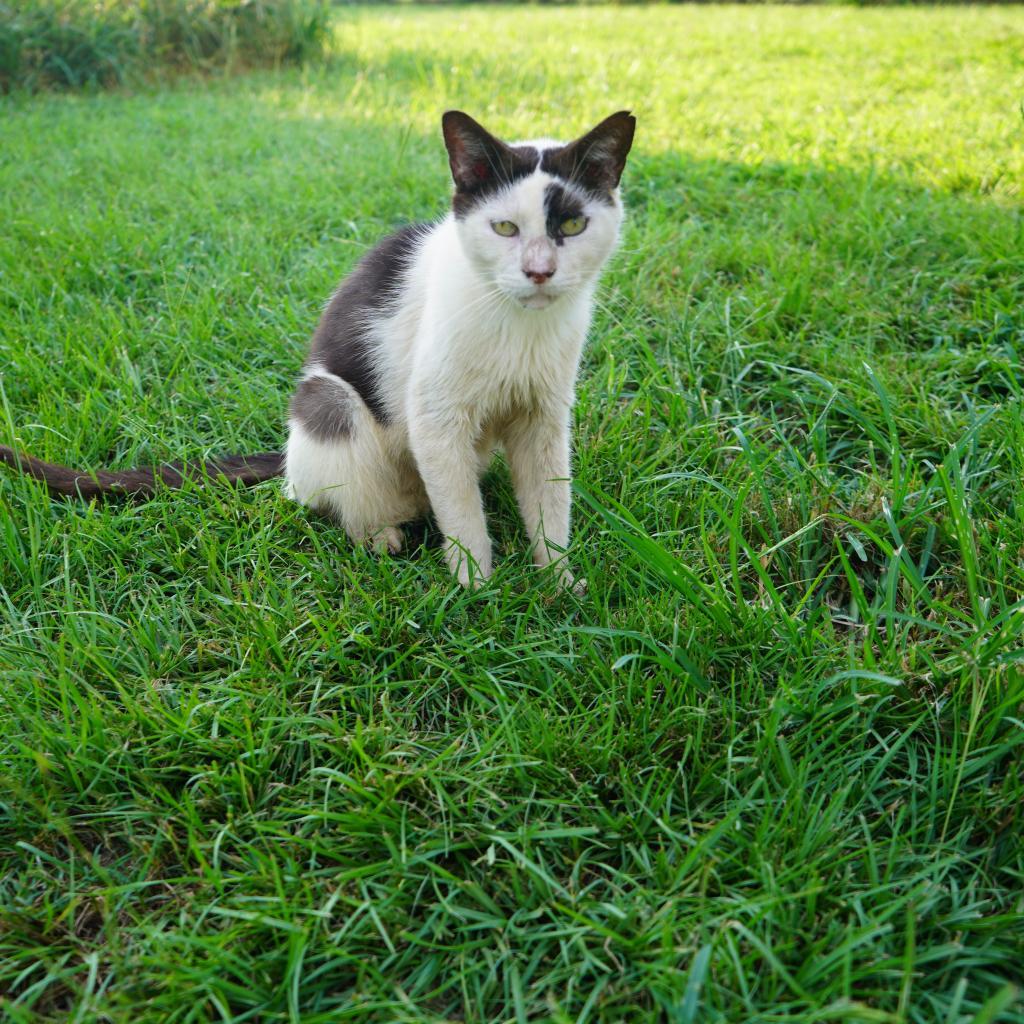 Enlarge Fonzy, a Adoptable Domestic Short Hair in Nashville, GA image 1/4