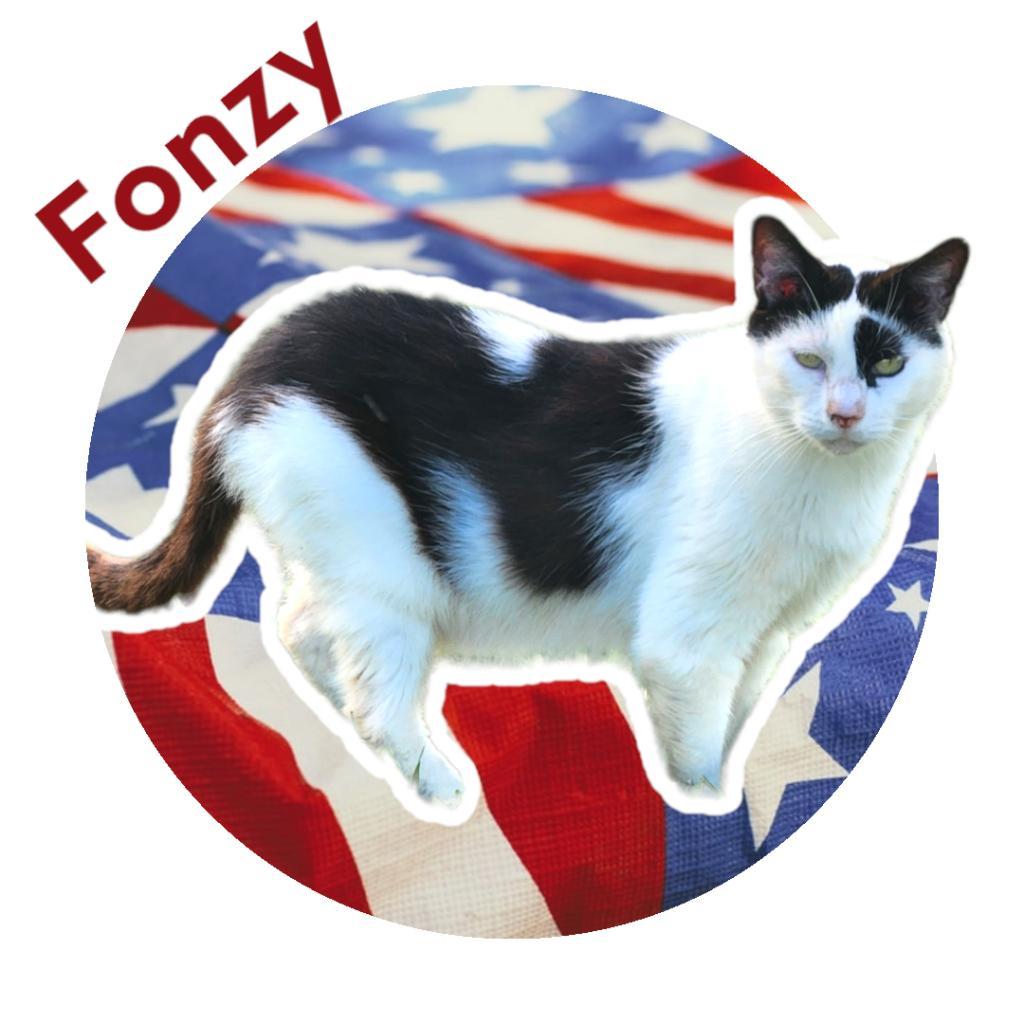 Enlarge Fonzy, a Adoptable Domestic Short Hair in Nashville, GA image 2/4