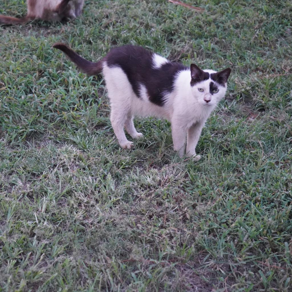 Enlarge Fonzy, a Adoptable Domestic Short Hair in Nashville, GA image 3/4
