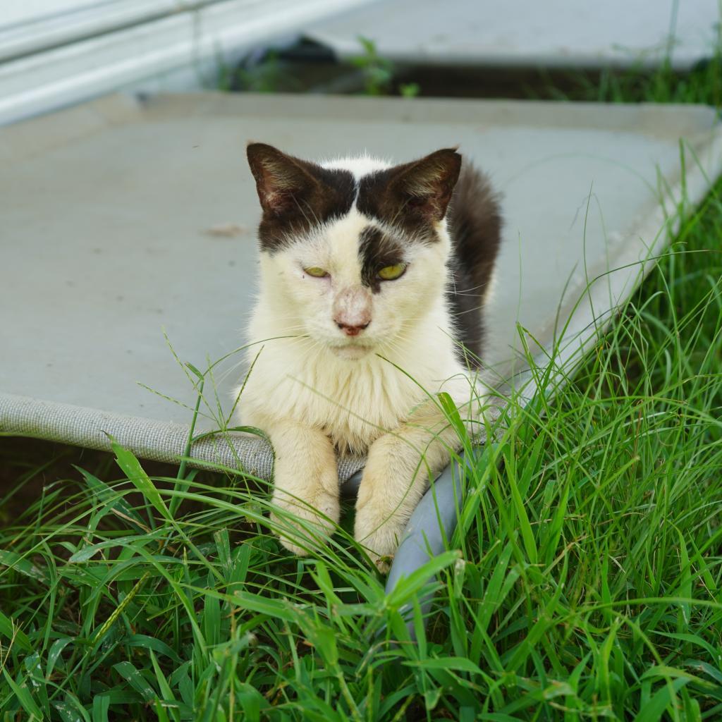 Enlarge Fonzy, a Adoptable Domestic Short Hair in Nashville, GA image 4/4