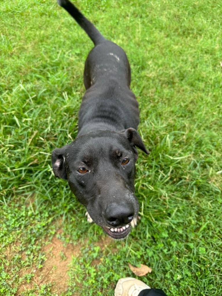 Cleo, a Adoptable mixed breed in Lawrenceburg, TN image 1/4