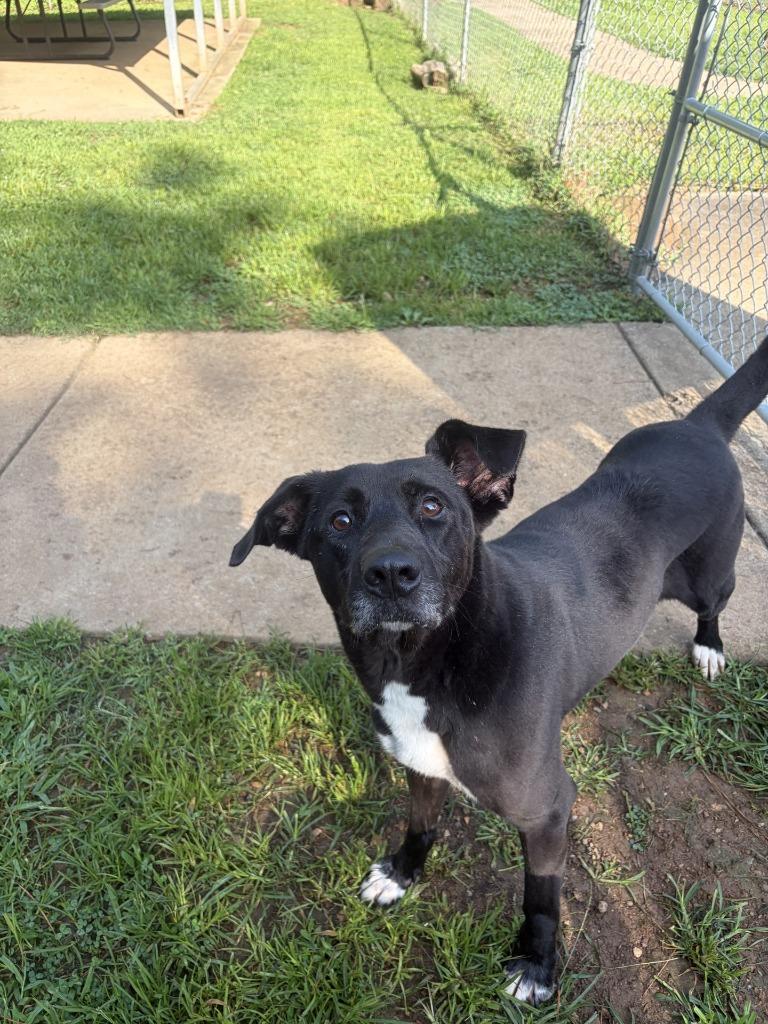 Cleo, a Adoptable mixed breed in Lawrenceburg, TN image 2/5