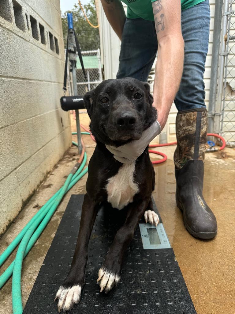 Cleo, a Adoptable mixed breed in Lawrenceburg, TN image 2/4