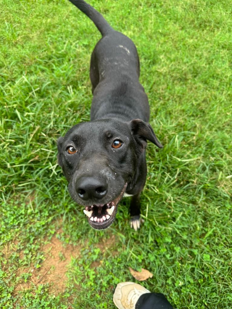 Cleo, a Adoptable mixed breed in Lawrenceburg, TN image 3/4