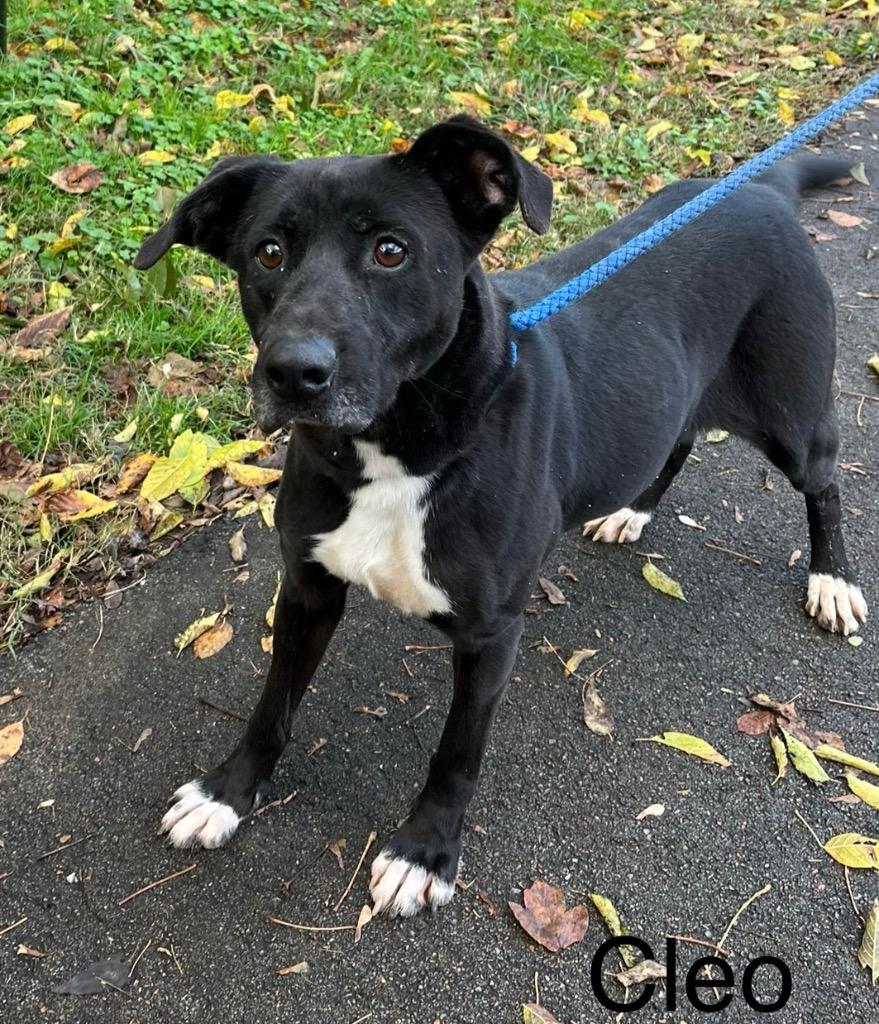 Cleo, a Adoptable mixed breed in Lawrenceburg, TN image 4/4