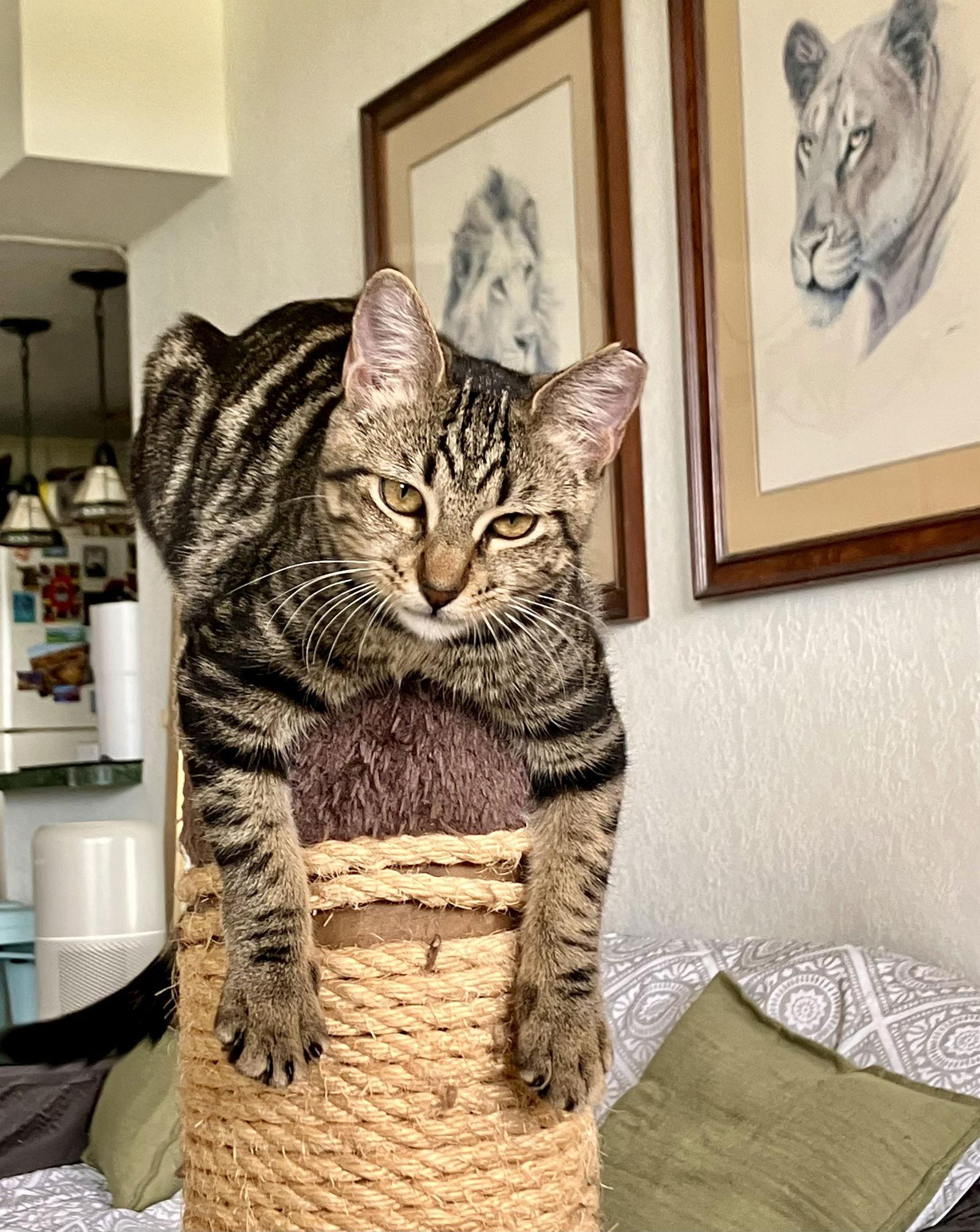 Kika, Adoptable, Kitten Female Domestic Short Hair & Tabby.