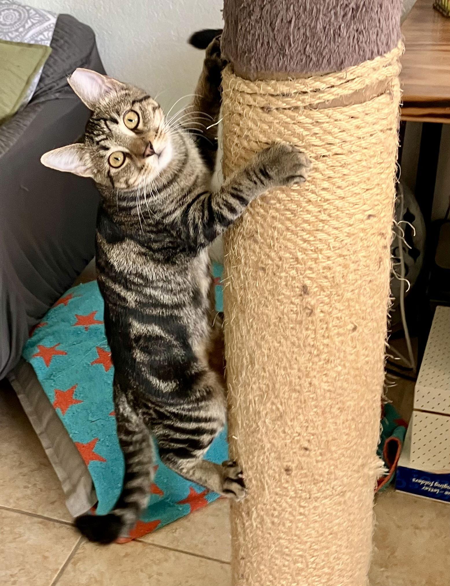 Enlarge Kika, a Adoptable mixed breed in Lighthouse Point, FL image 2/3