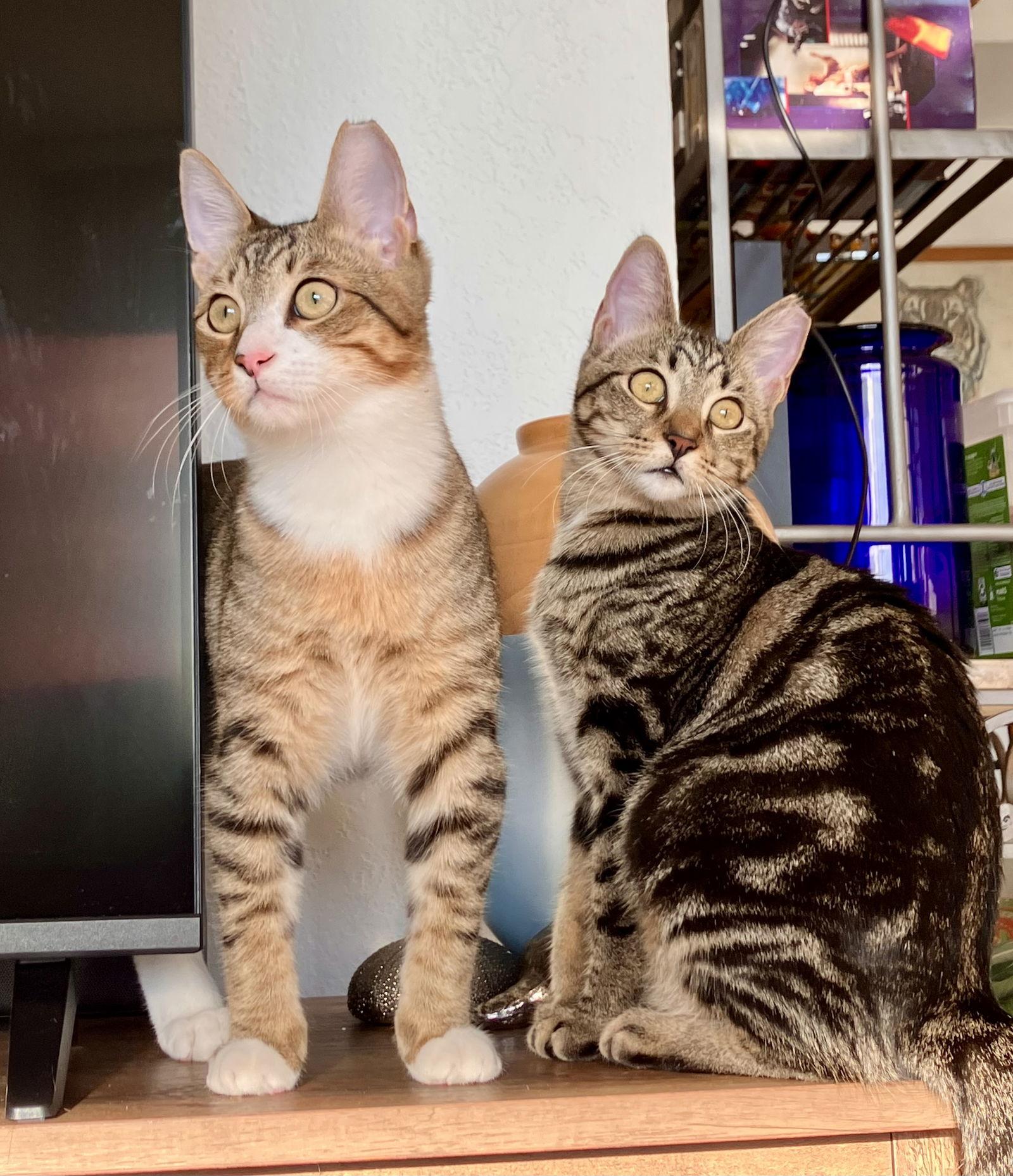 Enlarge Kika, a Adoptable mixed breed in Lighthouse Point, FL image 3/3