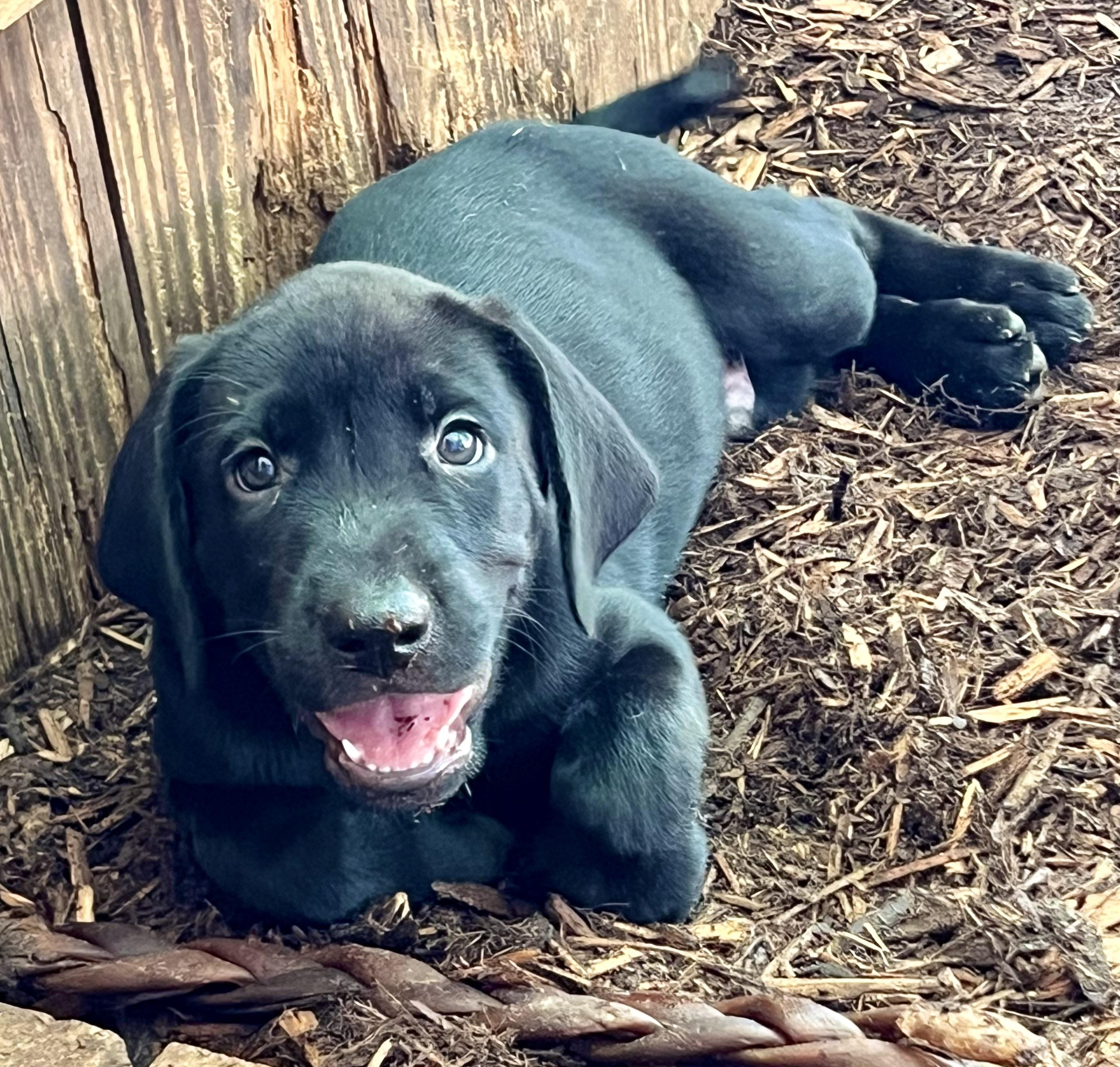 Blue, ADOPTABLE, Puppy Male Mixed Breed.