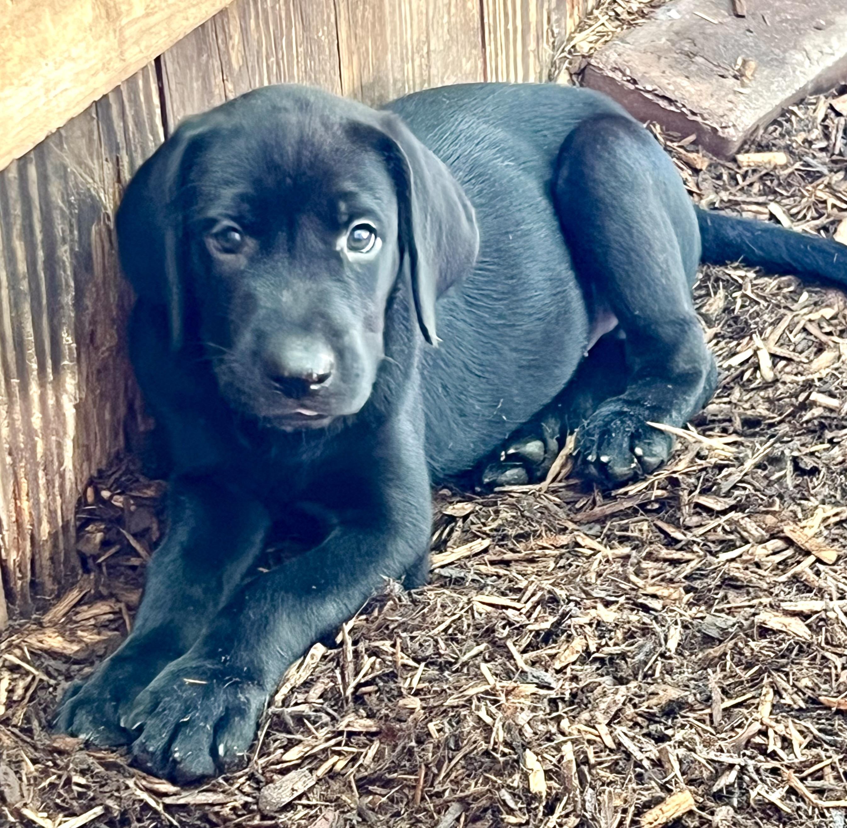 Enlarge Blue, a ADOPTABLE mixed breed in Mt Pleasant, SC image 2/5