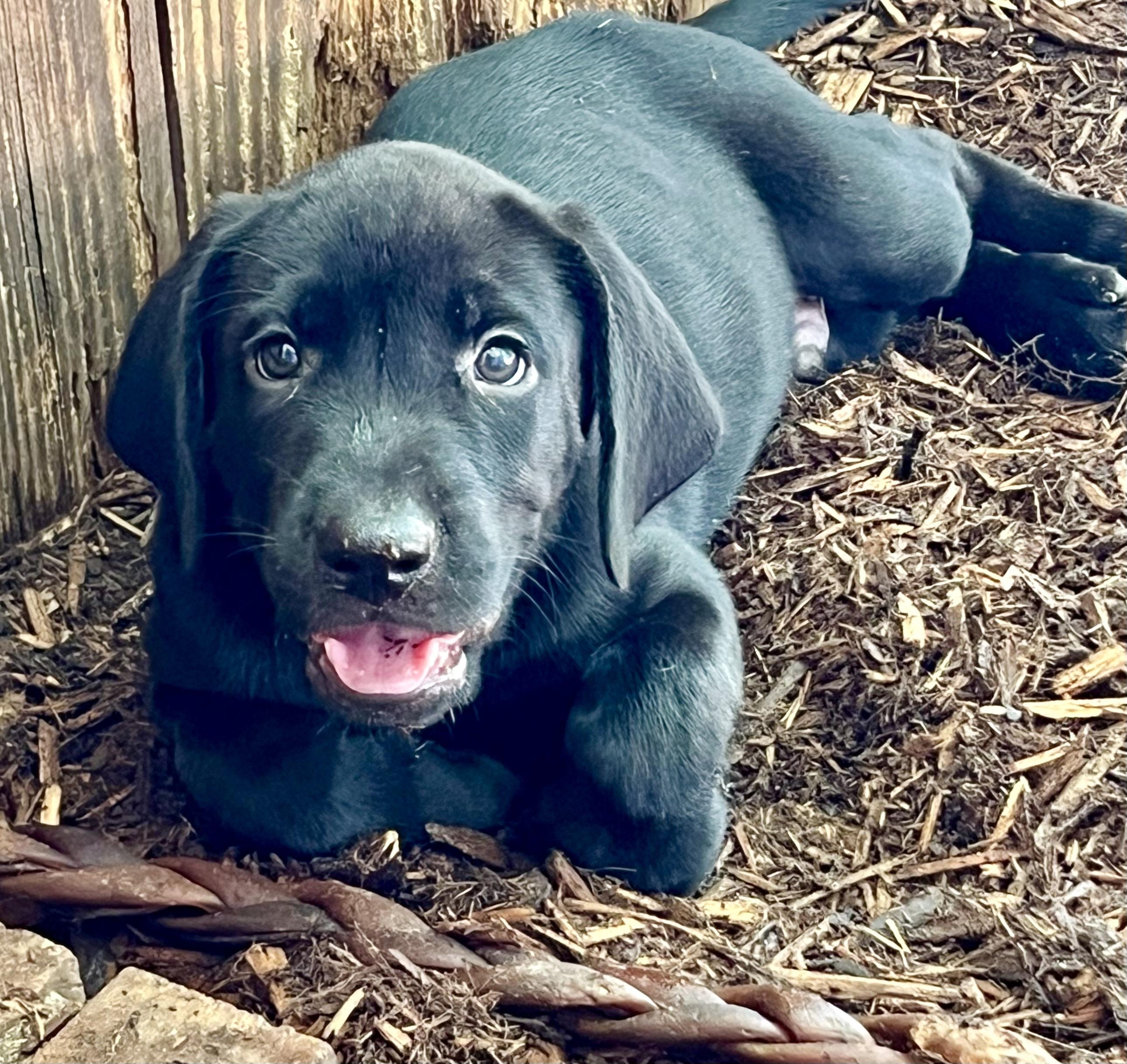 Enlarge Blue, a ADOPTABLE mixed breed in Mt Pleasant, SC image 4/5