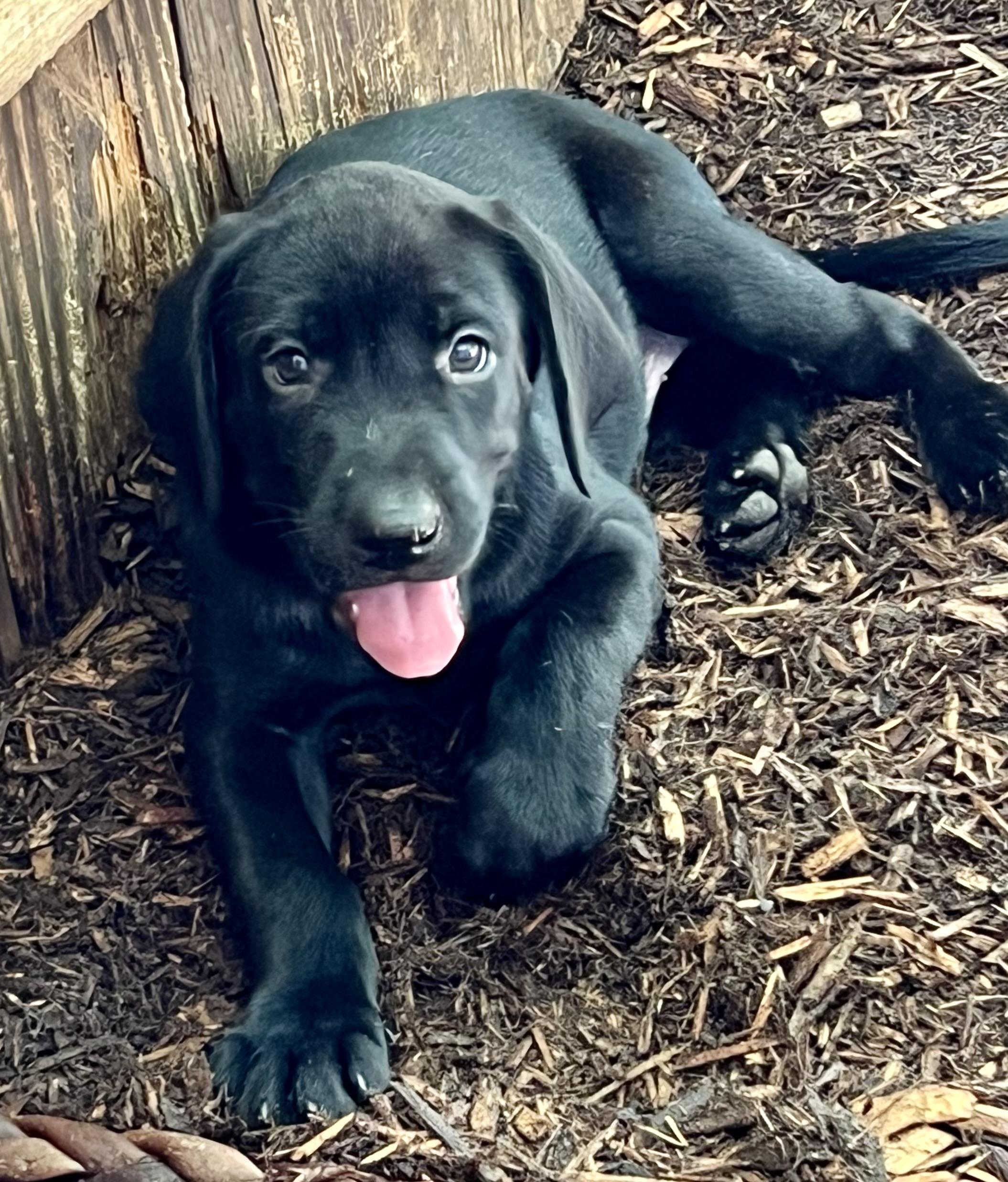 Enlarge Blue, a ADOPTABLE mixed breed in Mt Pleasant, SC image 5/5