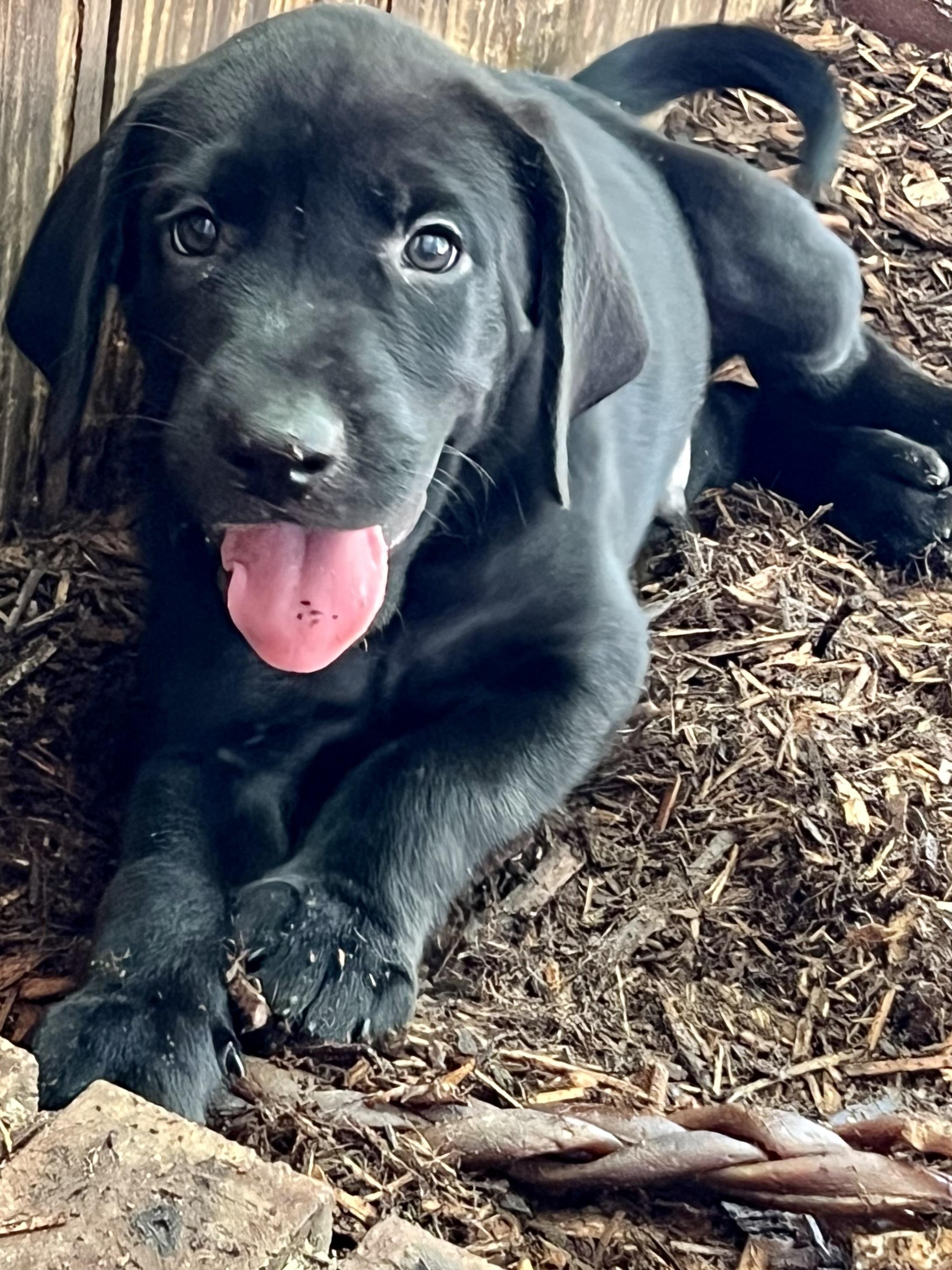 Enlarge Blue, a ADOPTABLE mixed breed in Mt Pleasant, SC image 3/5