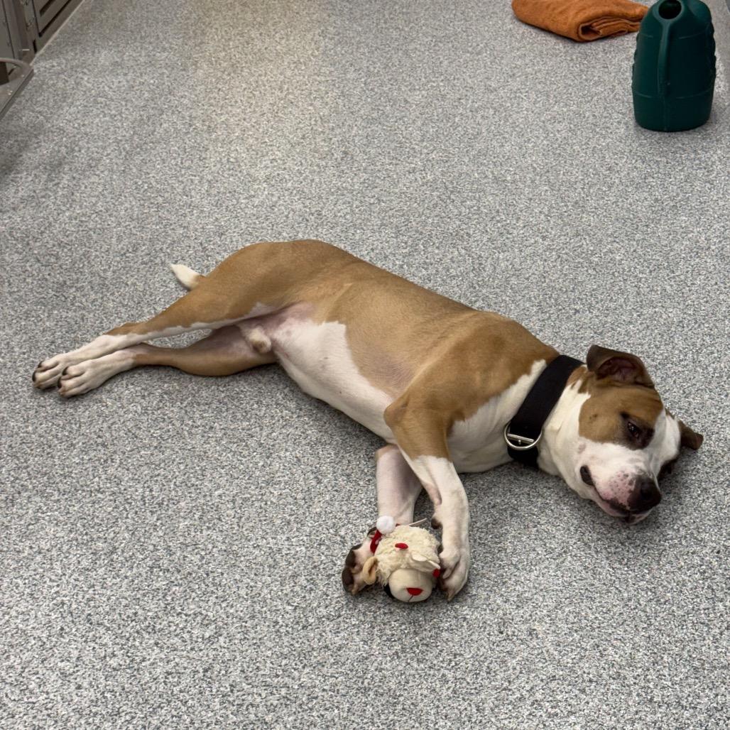 Enlarge Myles, a Adoptable American Staffordshire Terrier in Grand Rapids, MI image 1/6