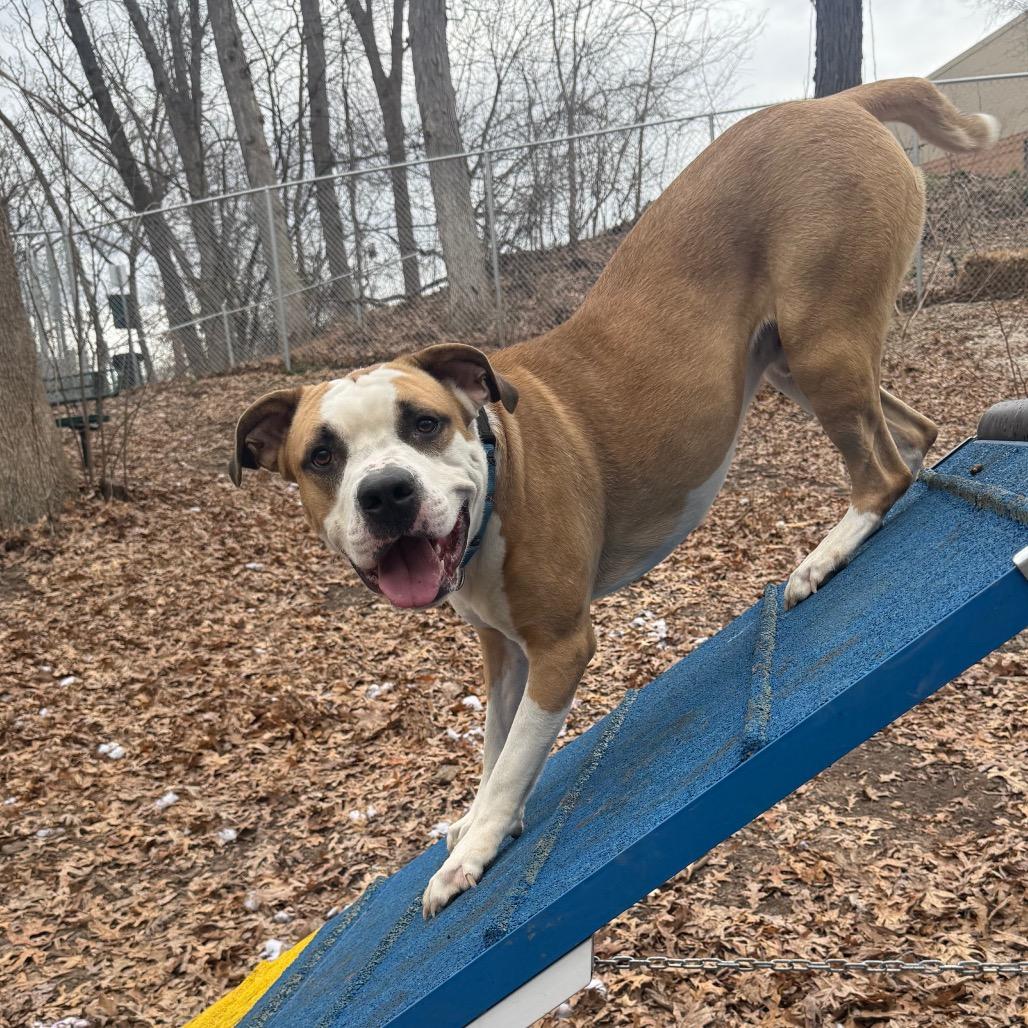 Enlarge Myles, a Adoptable American Staffordshire Terrier in Grand Rapids, MI image 2/6