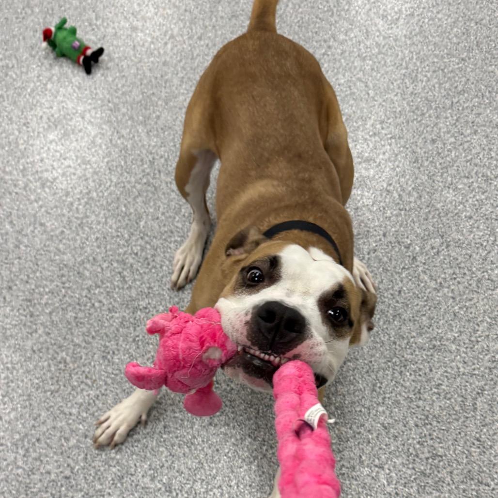 Myles, Adoptable, Adult Male American Staffordshire Terrier.