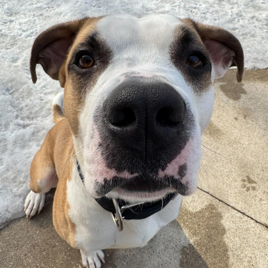 Enlarge Myles, a Adoptable American Staffordshire Terrier in Grand Rapids, MI image 2/6