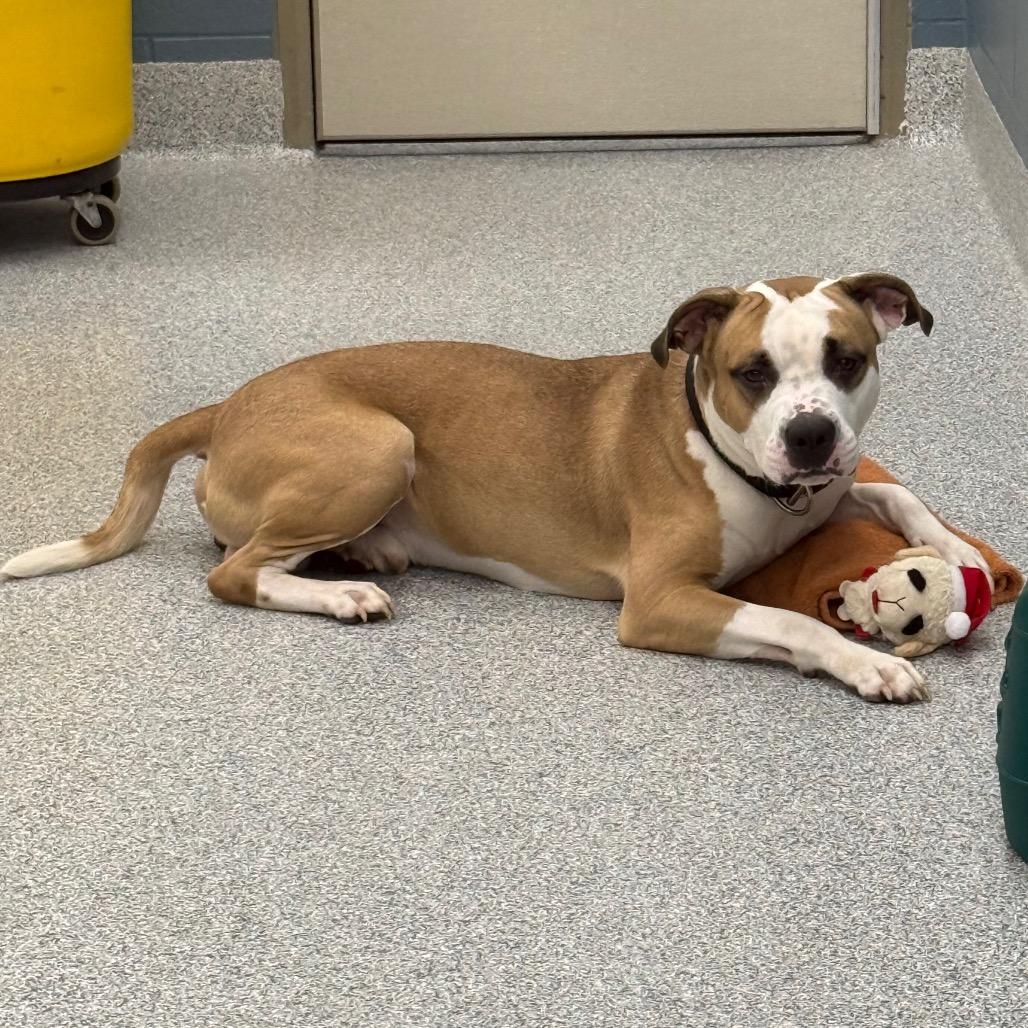 Enlarge Myles, a Adoptable American Staffordshire Terrier in Grand Rapids, MI image 2/6