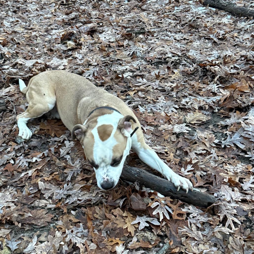 Enlarge Myles, a Adoptable American Staffordshire Terrier in Grand Rapids, MI image 4/6