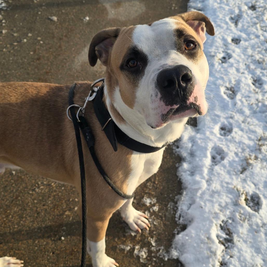 Enlarge Myles, a Adoptable American Staffordshire Terrier in Grand Rapids, MI image 3/6