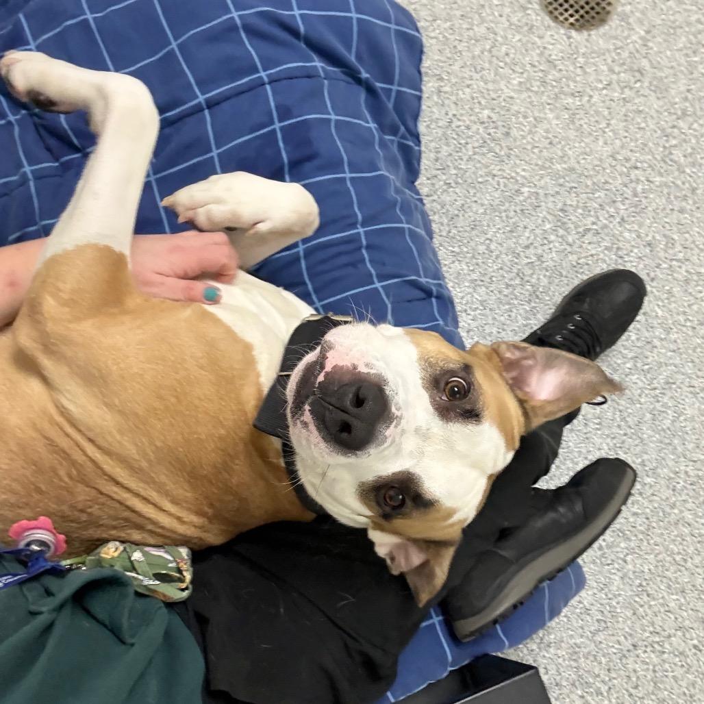 Enlarge Myles, a Adoptable American Staffordshire Terrier in Grand Rapids, MI image 4/6