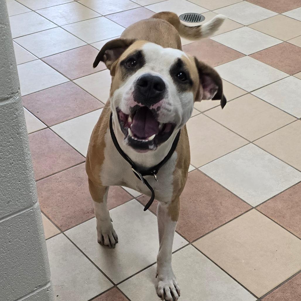 Enlarge Myles, a Adoptable American Staffordshire Terrier in Grand Rapids, MI image 5/6