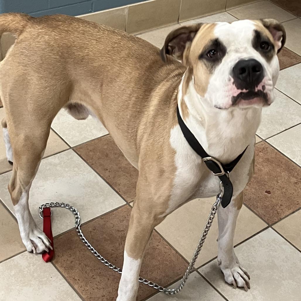 Enlarge Myles, a Adoptable American Staffordshire Terrier in Grand Rapids, MI image 6/6