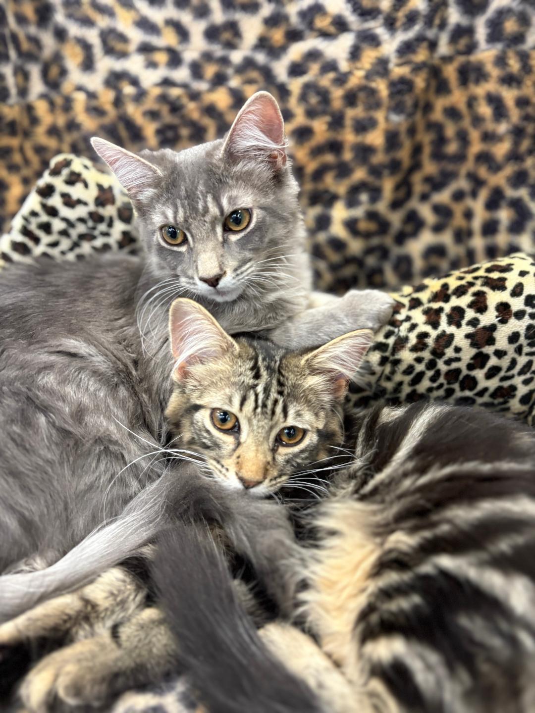 Enlarge Rocky and Pepper, a ADOPTABLE Domestic Medium Hair in Monroe Township, NJ image 1/5