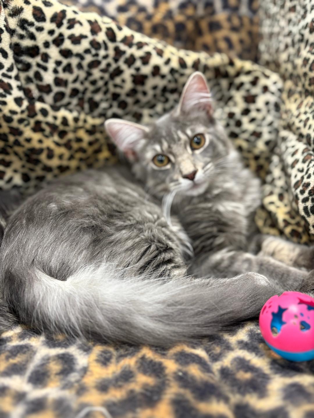 Enlarge Rocky and Pepper, a ADOPTABLE Domestic Medium Hair in Monroe Township, NJ image 4/5