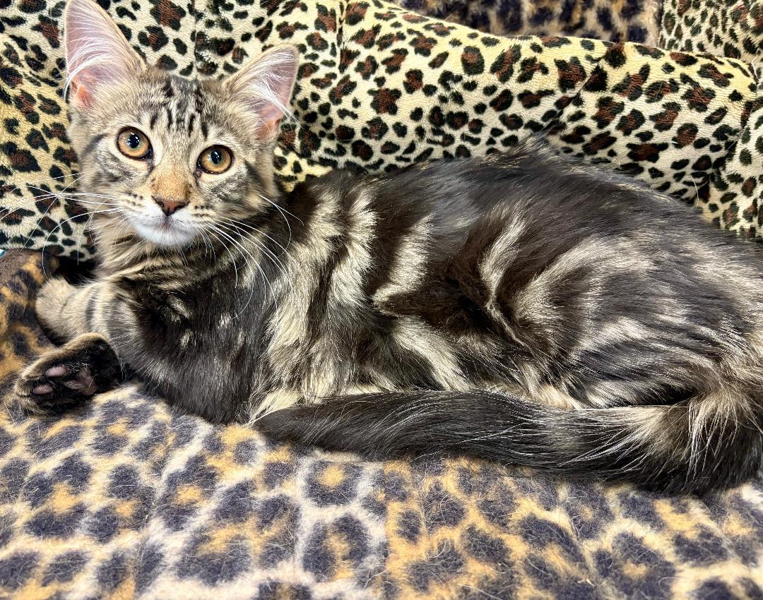 Enlarge Rocky and Pepper, a ADOPTABLE Domestic Medium Hair in Monroe Township, NJ image 5/5