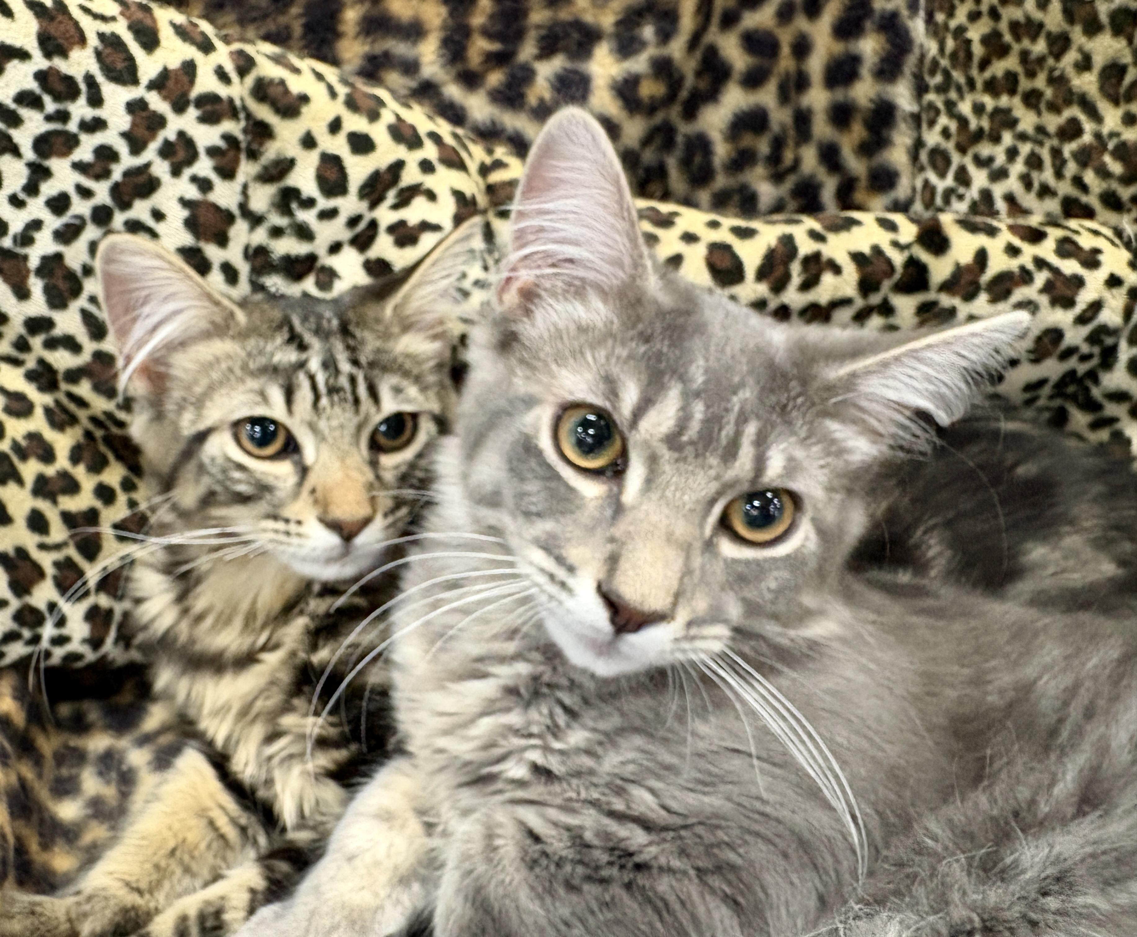 Enlarge Rocky and Pepper, a ADOPTABLE Domestic Medium Hair in Monroe Township, NJ image 3/5