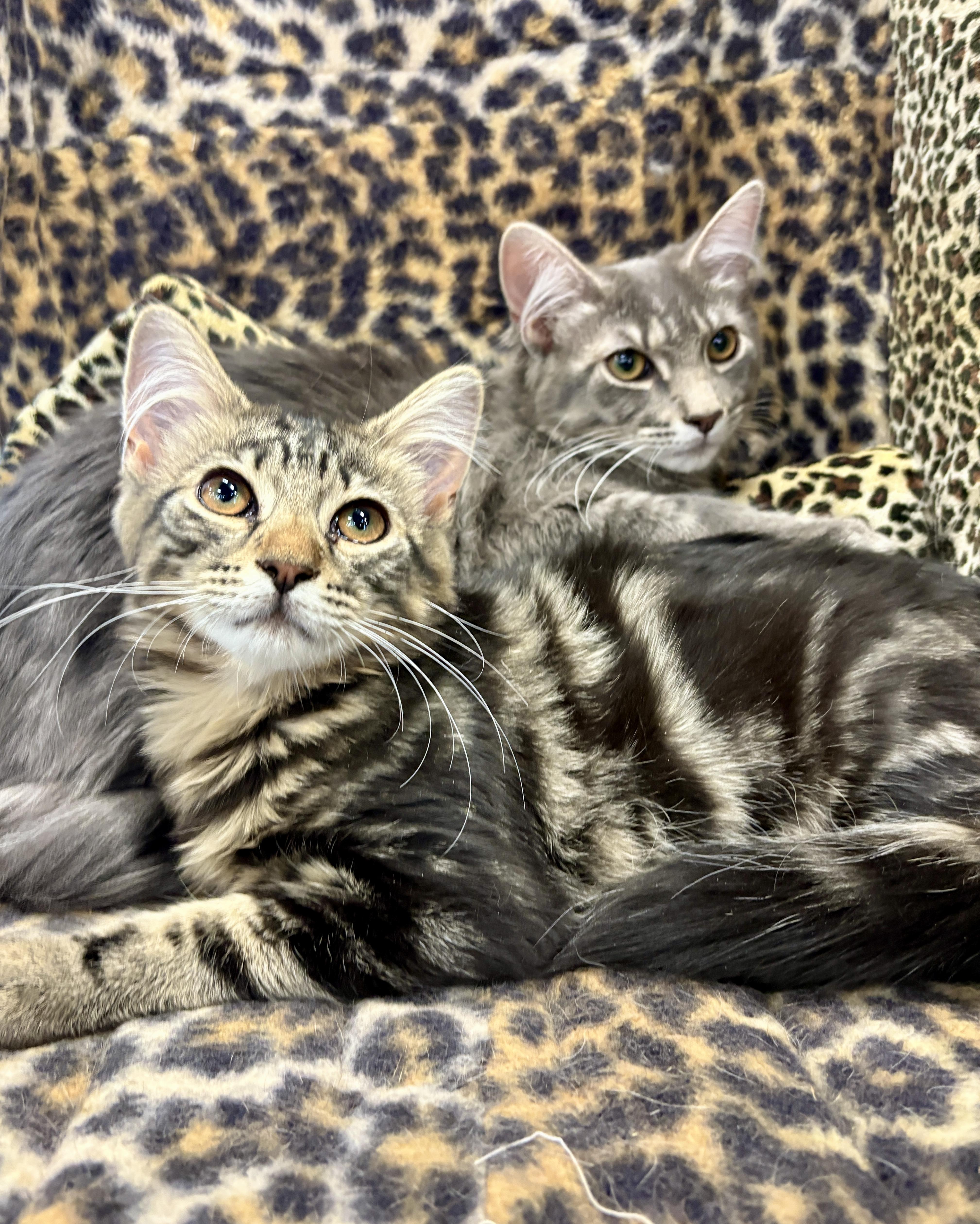 Enlarge Rocky and Pepper, a ADOPTABLE Domestic Medium Hair in Monroe Township, NJ image 2/5