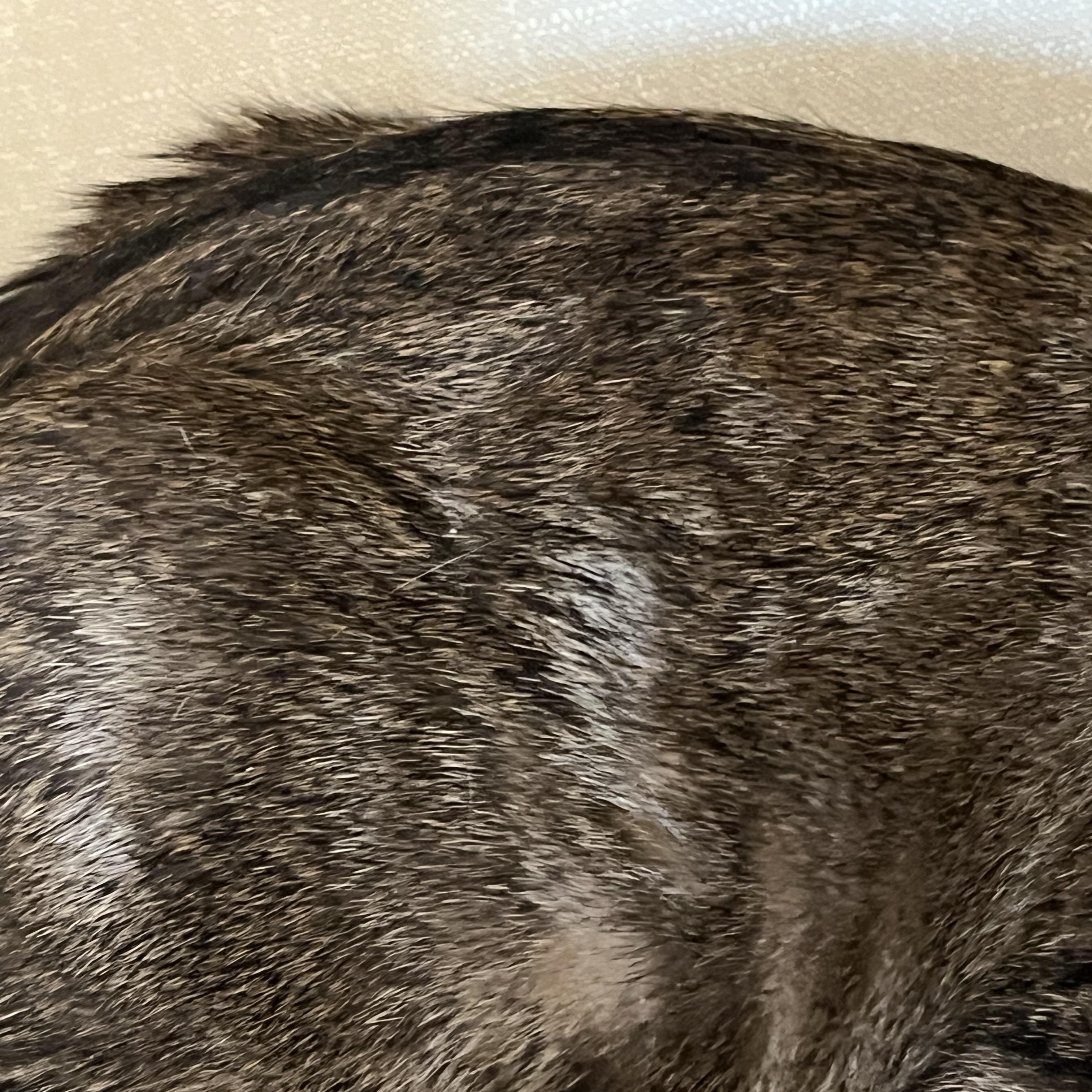 Frappe and Latte, a Adoptable Domestic Short Hair in Moline, IL image 4/5