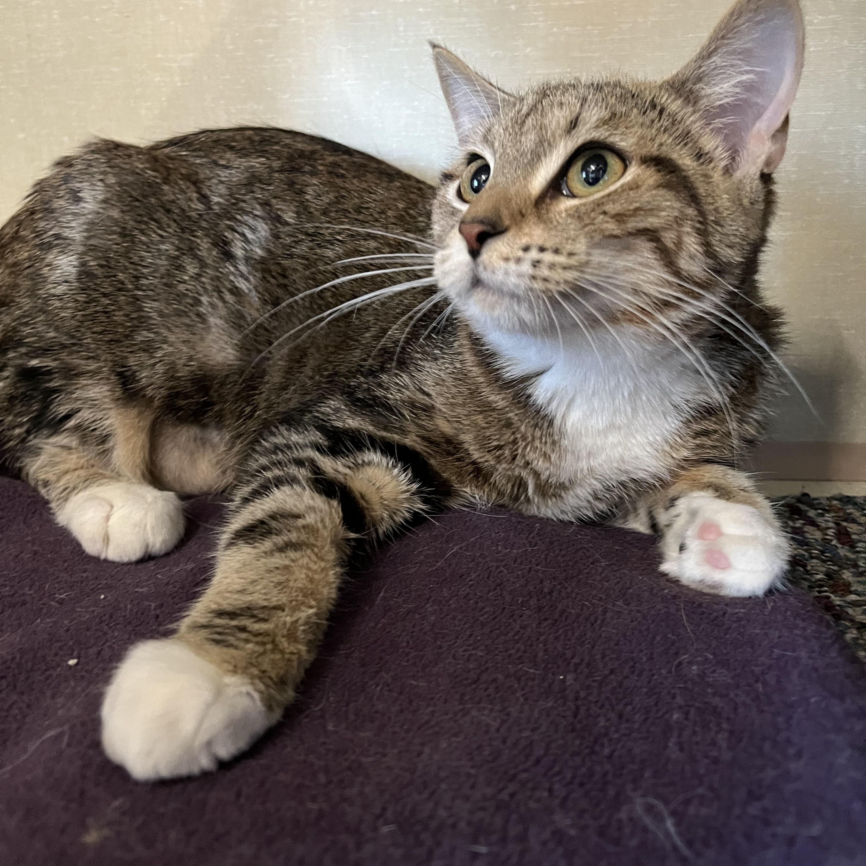 Frappe and Latte, Adoptable, Kitten Female Domestic Short Hair.