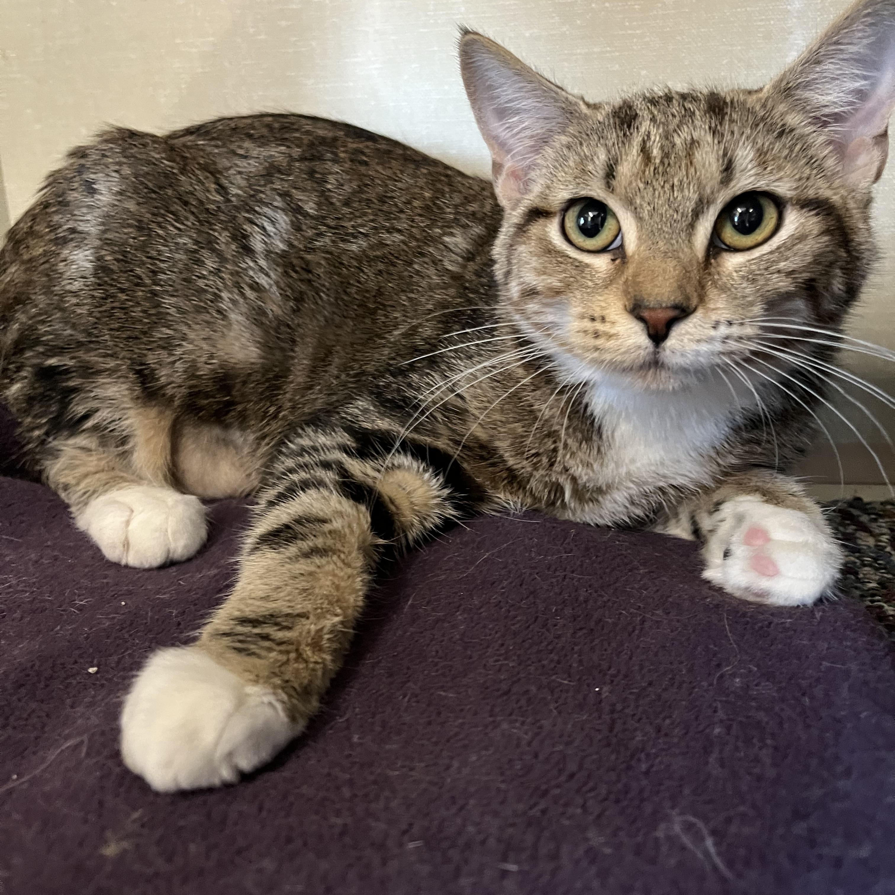 Frappe and Latte, a Adoptable Domestic Short Hair in Moline, IL image 5/5