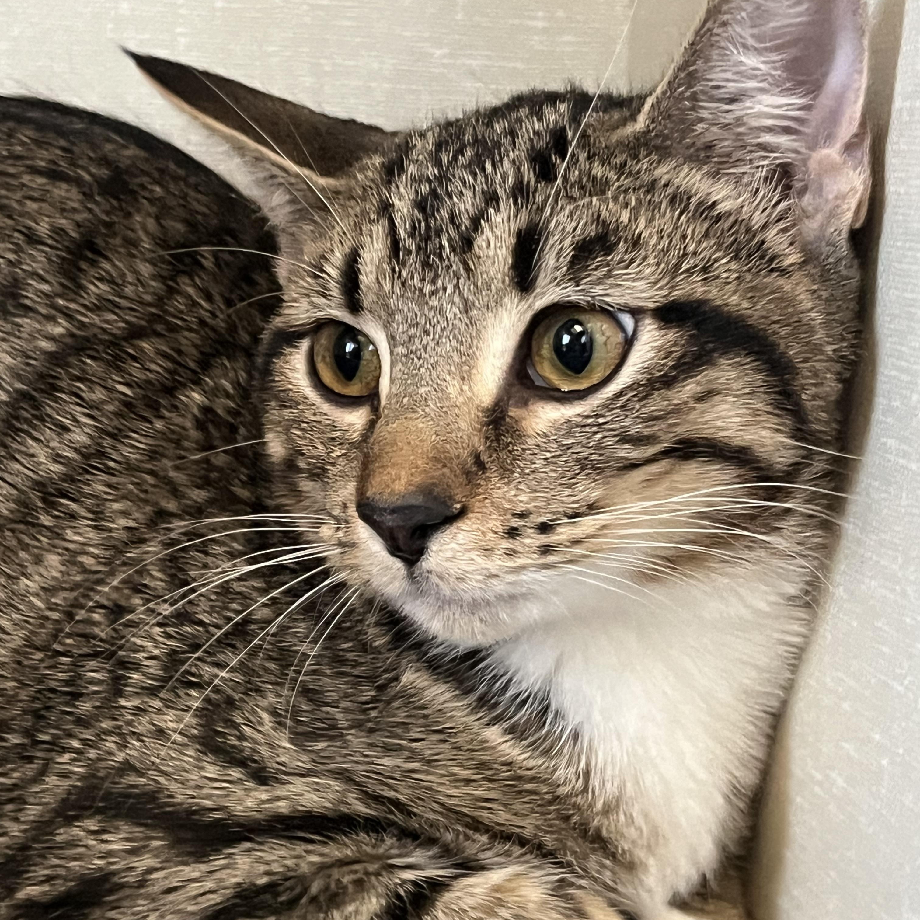 Frappe and Latte, a Adoptable Domestic Short Hair in Moline, IL image 2/5