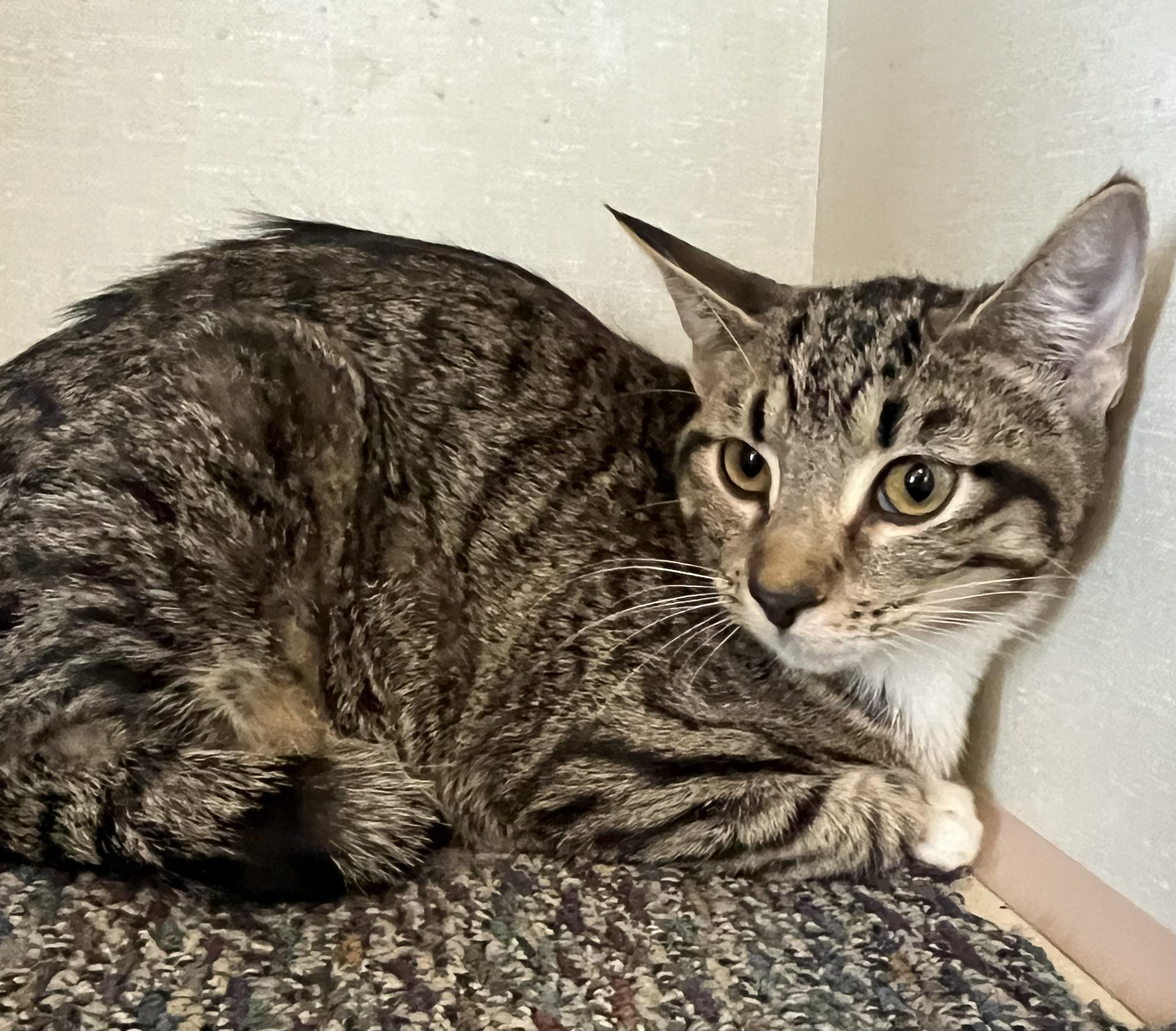 Frappe and Latte, a Adoptable Domestic Short Hair in Moline, IL image 3/5