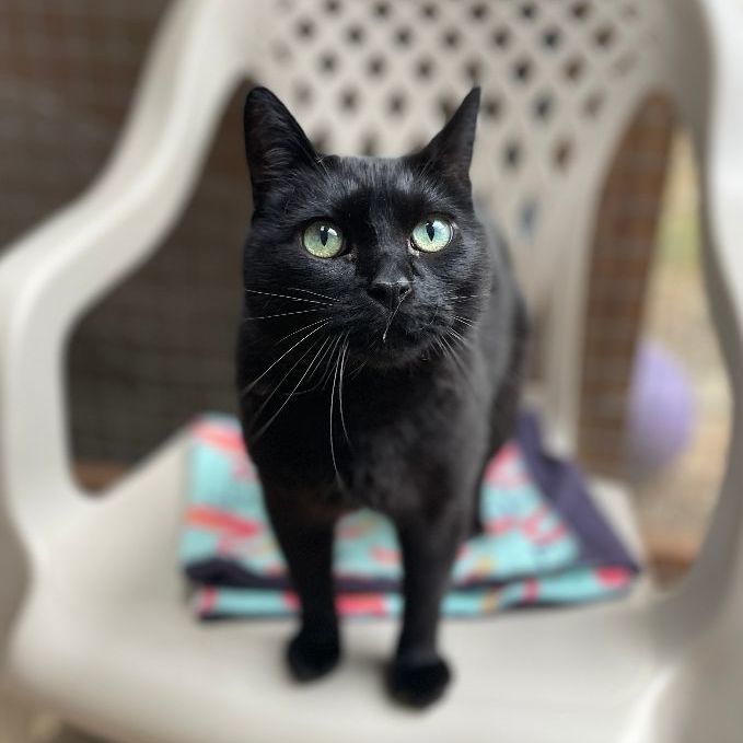 Hopper, a Adoptable Manx in Quilcene, WA image 1/3