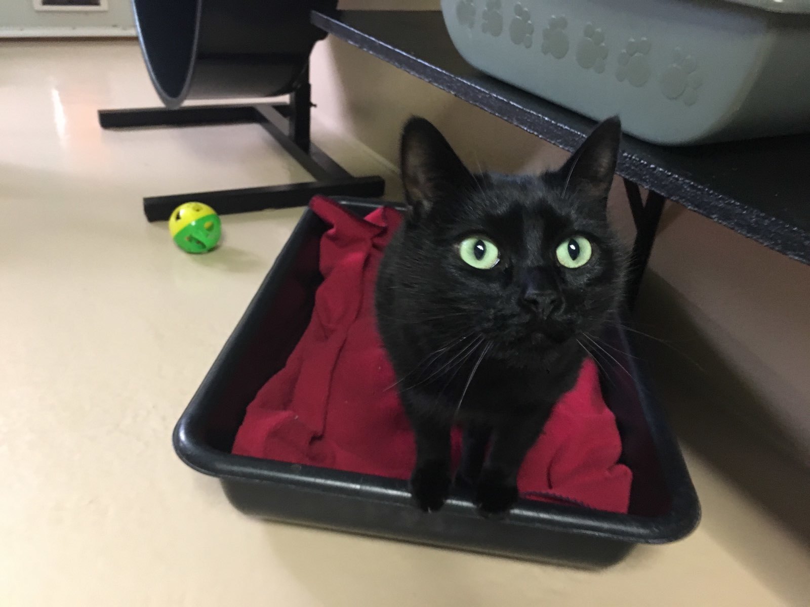 Hopper, a Adoptable Manx in Quilcene, WA image 2/3