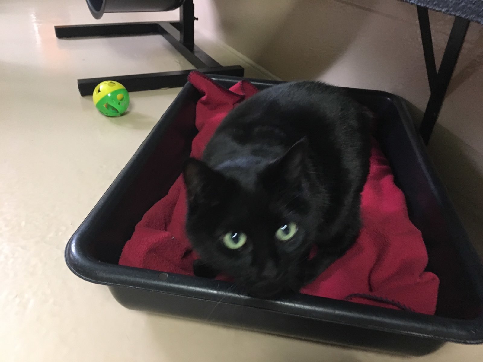 Hopper, a Adoptable Manx in Quilcene, WA image 3/3