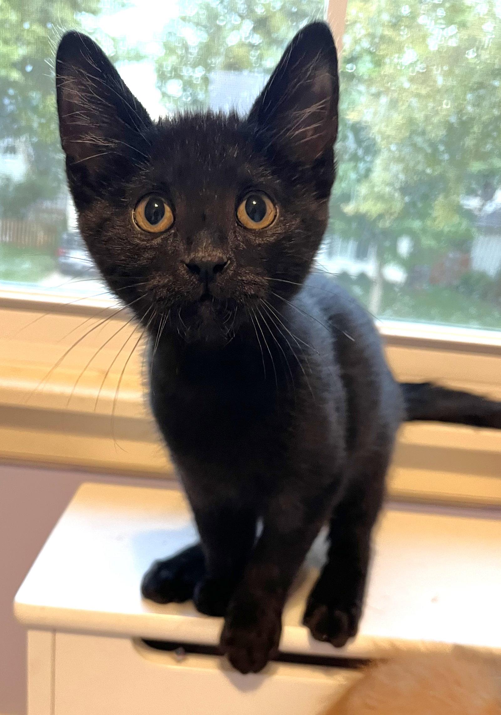Enlarge Hudson, a Adoptable Domestic Short Hair in Shawnee, KS image 1/3